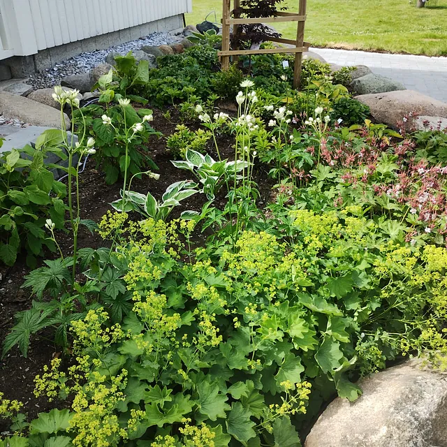 Anleggsarbeid i hage